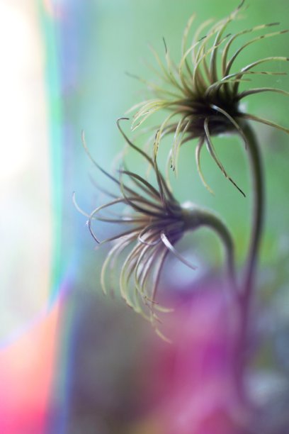 铁线莲的花成分图片下载