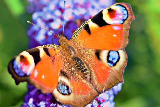 色彩斑斓的蝴蝶图片下载