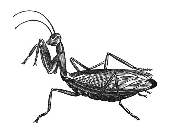 古董插图-螳螂宗教昆虫抬起头图片下载