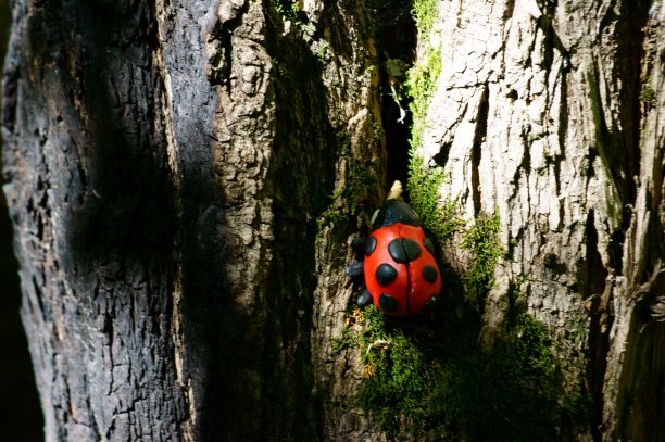 橡皮泥做成的瓢虫雕像。图片下载