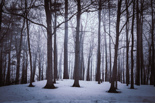 在加拿大魁北克省的索尔-特蕾西，冬天黎明前的戏剧性森林树木图片下载