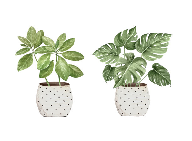 温室植物在一个盆，近在一个白色背景插图水彩图片下载