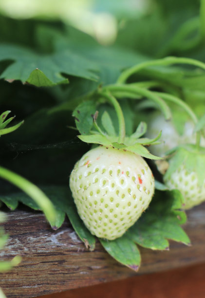 夏日花园里的绿草莓图片下载