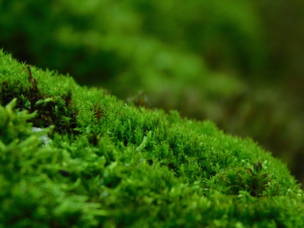 绿色的宏观世界图片下载