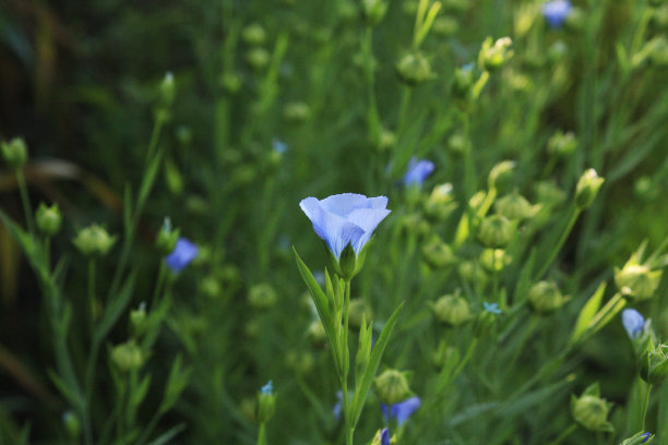 亚麻亚麻蓝花。亚麻植物。亚麻。图片下载