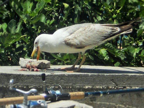 海鸥在石头上吃鱼的特写照片图片下载