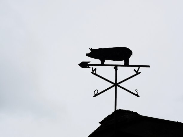 面向东北的猪-丹麦语图片下载