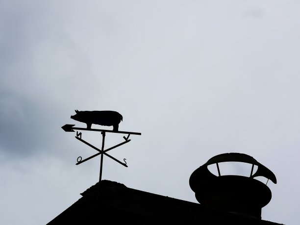 面向东北的猪-丹麦语图片下载