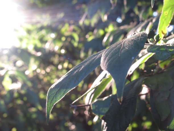 阳光照射的叶子图片下载