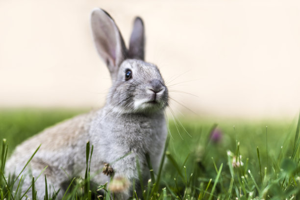 兔子照片素材ID：380112300