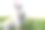 草地上的野兔素材图片
