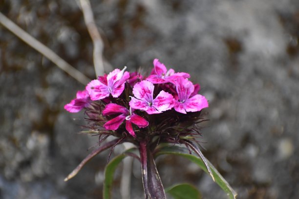 美丽的图片粉红色的花印度图片下载