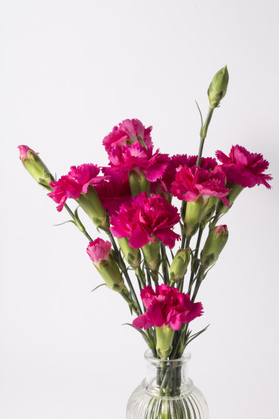 美丽的粉红色康乃馨花孤立在白色的背景。图片下载