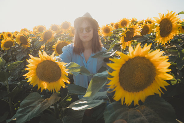 每天一株向日葵让快乐在游戏中保持图片下载