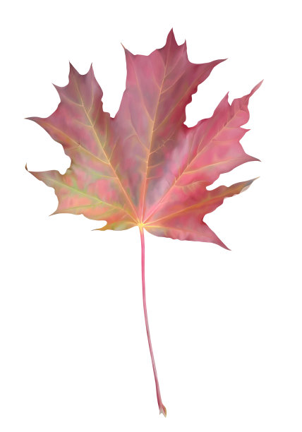 枫leaf-bordeaux图片下载