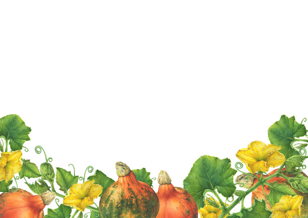 边框与地方文字-黄花和叶秋天南瓜。水彩手绘插图，孤立的白色背景。图片下载