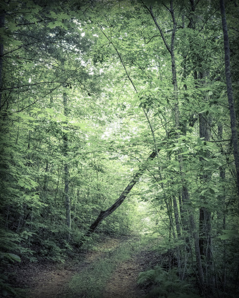夏日森林之路图片下载
