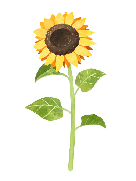 向日葵剪贴画，手绘水彩股票插图。黄花孤立剪贴画。图片下载