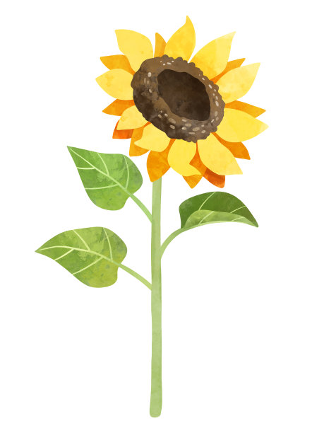 向日葵剪贴画，手绘水彩股票插图。黄花夹艺术。图片下载