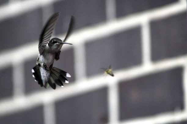 红喉蜂鸟与黄夹克搏斗图片下载