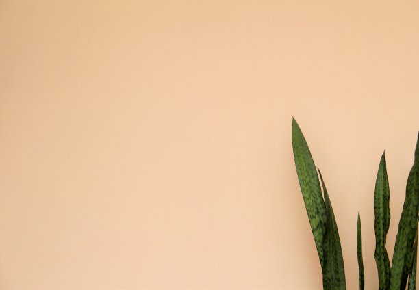 室内植物图片下载