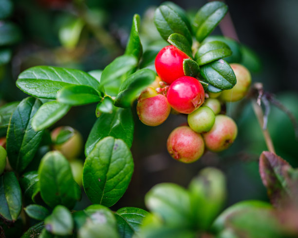 森林里树枝上的红浆果图片下载