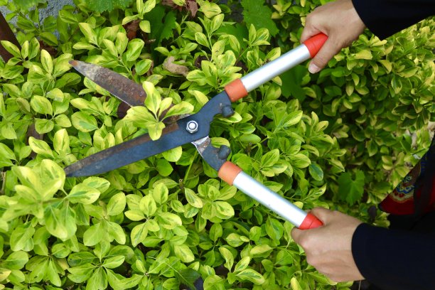 女园丁修剪花园树篱图片下载