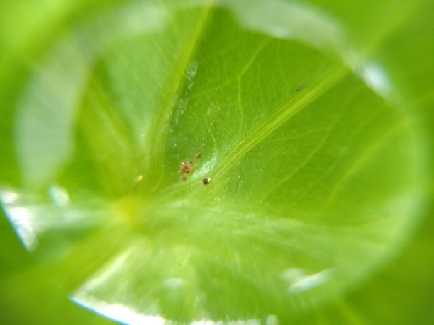 微距镜头图片下载