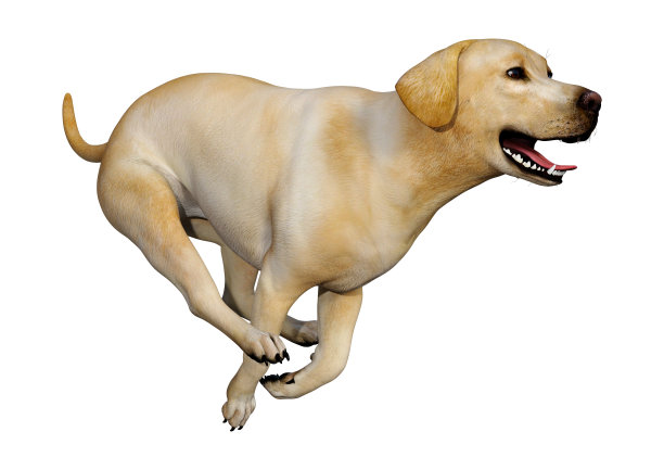 3D插图拉布拉多狗白色图片下载