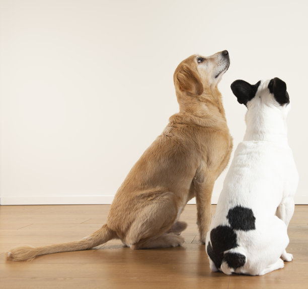 金毛寻回犬和法国斗牛犬图片下载