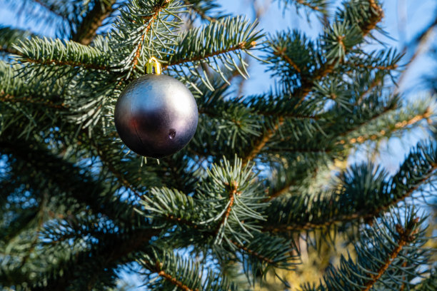 紫丁香球圣诞树玩具挂在蓝色圣诞树树枝下。冬天的童话景观花园。晴朗的一天。模糊背景选择聚焦。这里有放文本的地方。图片下载
