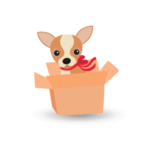 可爱的吉娃娃狗有一个红色的蝴蝶结在一个盒子里图片下载