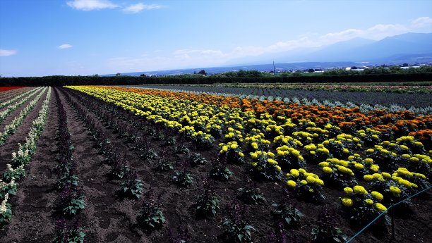 耕种富田的花园图片下载
