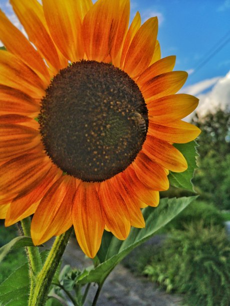 向日葵图片下载