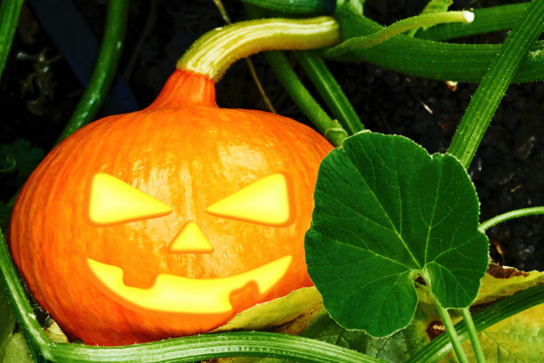 万圣节的可怕橙色南瓜是在后院花园里长大的。插图。节日符号和吓人的面孔。图片下载