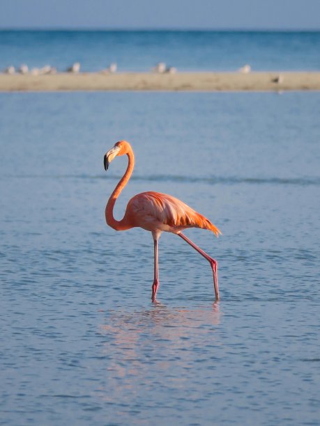 日出时的火烈鸟图片下载