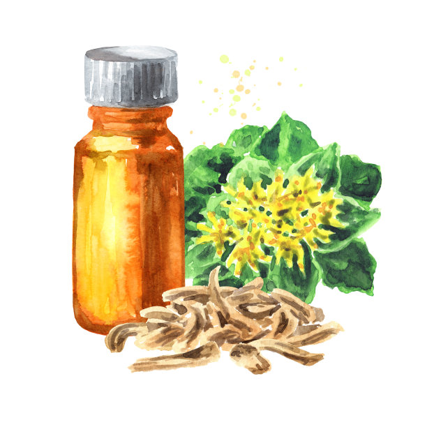 药草萃取瓶中含有红景天或金根植物。手绘水彩插图孤立的白色背景图片下载