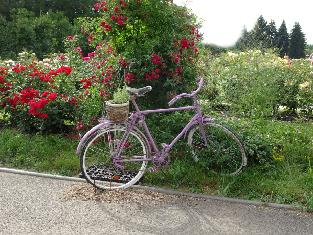 在盛开的玫瑰丛中骑着丁香图片下载