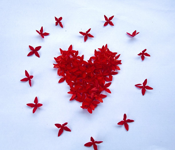 红色的花在白色的背景下形成爱情图片下载