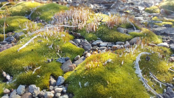 从第一次秋天霜冻后的草的照片背景图片下载