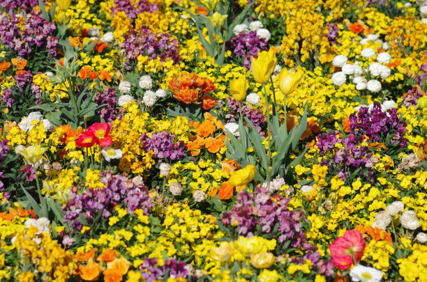 春耕苗床图片下载