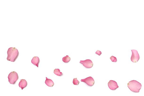 在选择性聚焦中，一组甜蜜的粉红色玫瑰花冠在白色孤立的背景与复制空间上图片下载