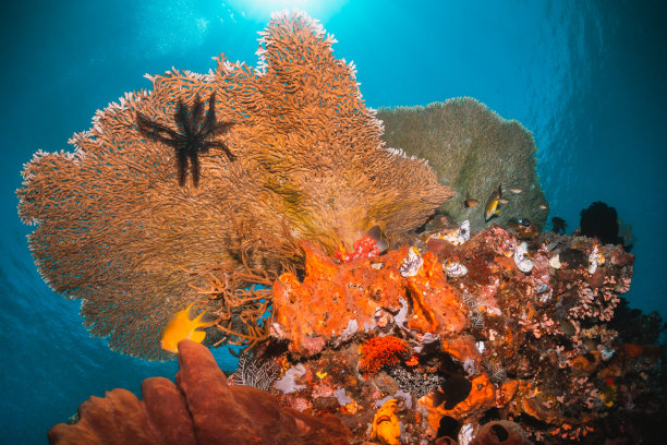 水下的景象是彩色的珊瑚礁形成在清澈的蓝色的水被小鱼包围图片下载