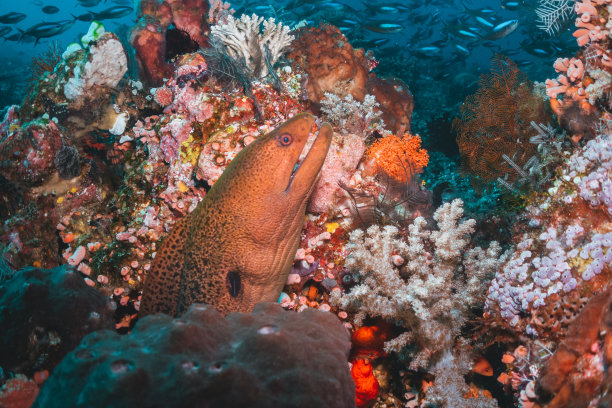 水下图像的海鳗在彩色的珊瑚礁形成在清澈的蓝色的水图片下载