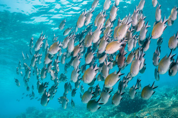 水下热带珊瑚礁鱼游泳周围彩色珊瑚礁形成在清澈的蓝色水图片下载