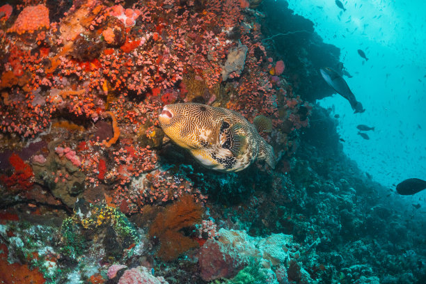 水下热带珊瑚礁鱼游泳周围彩色珊瑚礁形成在清澈的蓝色水图片下载