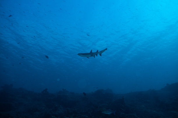 锤头鲨，礁鲨，护士鲨，白鲨图片下载