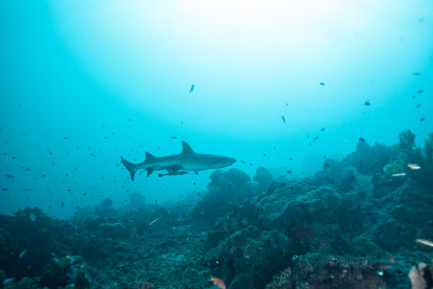 锤头鲨，礁鲨，护士鲨，白鲨图片下载