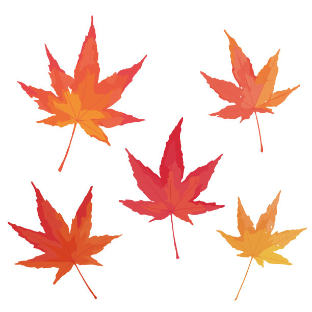 秋天的枫叶图片下载