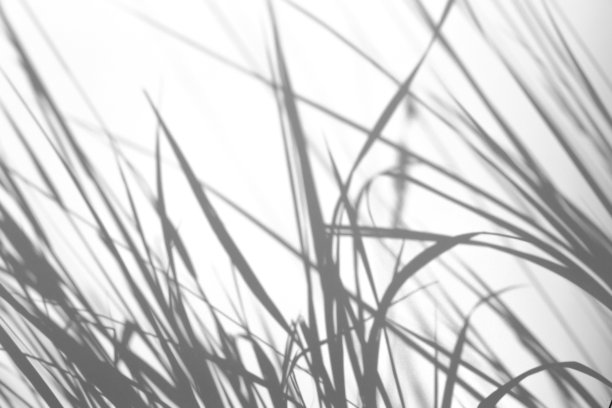 阴影叠加效果的照片。在阳光下，白色干净的墙壁上有草和植物的影子图片下载